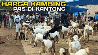 Harga Kambing Hari ini Tidak Membuat Kantong Jadi Bolong