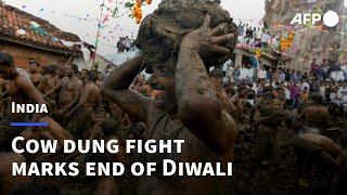 India's Cattle Royale dung fight marks end of Diwali | AFP