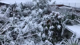 Snow on ‘Springy’ Steve’s Tropical Garden in Abingdon