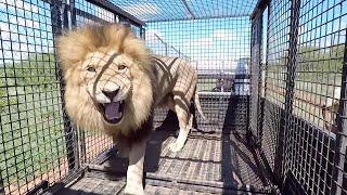 Grumpy Lions and Other Animals | The Lion Whisperer