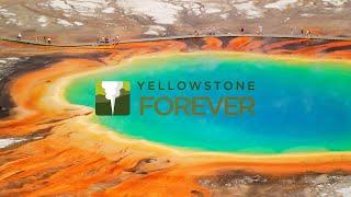 Introducing Yellowstone Forever