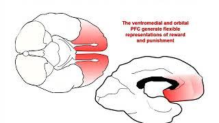 The Neurobiology of Prefrontal Cortex and its Role in Mental Disorders