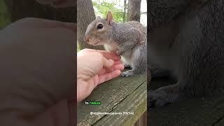 Squirrel Smarts: How They Find Hidden Acorns Months Later #shorts #buzzbilt