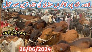 Lahore Shahpur Kanjra Mandi | Fresh Update Lahore Cattle Market | Lahore Cow Mandi