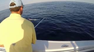 62lb Wahoo Gulf Stream Shellman Bluff, GA