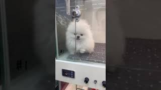 화이트포메라니안 500만원 퀄리티 | High Quality Pomeranian