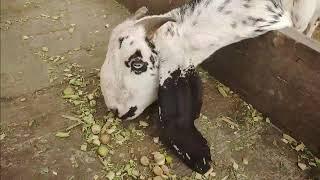 Goat Video Goat | Goat Video | Goat Video Sound | Discover With Noman