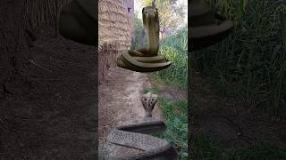 snake  video #vfx #youtubeshort #2023 #trending #viral  