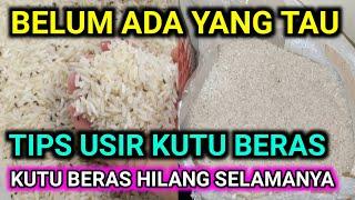 cara mengusir kutu beras , hilangkan kutu beras selamanya