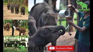 Udawalawe Elephant Transit Home  -Lanka Wild