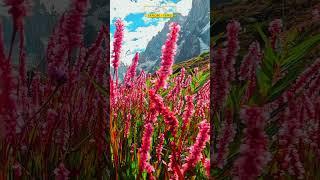 Sokha Pass | Expedition | Sokha Glacier | Biafo Glacier | Bisil | Karakoram | Snow Lake