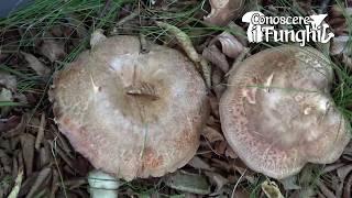 Conoscere i Funghi: Paxillus involutus [ VELENOSO ]