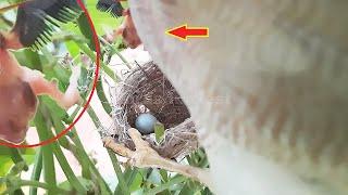 PIGWORM & MAGGOT & FALCON Attack | White eye bird nest Attack | Full video 3