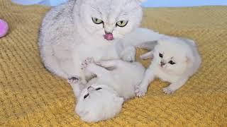 The way the mother cat loves her kittens is very strongly / Cuteness overload