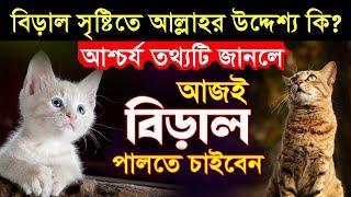 বিড়াল সৃষ্টিতে আল্লাহর উদ্দেশ্য কি ছিল? আশ্চর্য তথ্যটি জানলে আজই বিড়াল পালতে চাইবেন