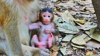 Fresh newborn baby monkey, Good mom give comforting all time