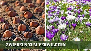 Blütenteppiche ohne Aufwand – Diese Blumenzwiebeln verwildern von selbst!