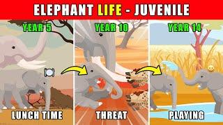 Elephant Life - Juvenile | Animal Animation