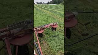 Getting 1st crop Italian Rye Grass tedded,  hopefully baling tomorrow.  letting ih 1066 roll!