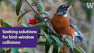 UW's Judy Bowes aims to reduce fatal bird collisions on campus