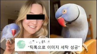 틱톡 앵무새, 당신이 모르는 6가지