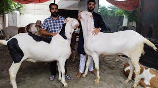 Umair Bhai Ka Shoq | Ye Nahi Dakha To Kuch B Nahi Dakha | Shoq Check krain  Mashallah | Ablak Bakre