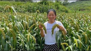 阿源带小胖回娘家，吃完饭去山上看谷子，绿油油一片又是个丰收年【农民阿源】