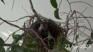 Yellow-vented Bulbul 23042023 #yellowventedbulbul