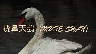 安大略湖的天鹅 Swans on Lake Ontario