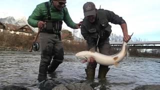 RIESEN-HUCHEN / MONSTER DANUBE SALMON; INN, 1. & 2. Jänner 2014