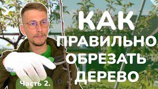 Как обрезать дерево правильно. Часть 2.