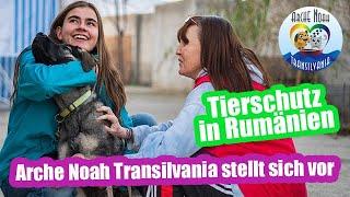 Arche Noah Transilvania  - Deutsches Tierheim in Rumänien / Hunde aus Rumänien