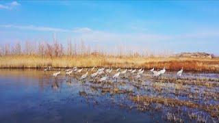 Migratory birds flying back to China's Xinjiang, Inner Mongolia as temperature soars