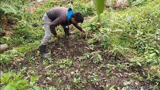 El Trabajo de Estos Días en el Campo.