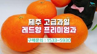 [신바람농업네트워크 협력농가 판매상품 1533-5930 ] 제주 고급과일 레드향 프리미엄과 3kg(선물용) 판매