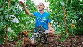 An Ingenious Way to Grow Food in your own Backyard