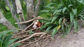 Basset hounds go offroad