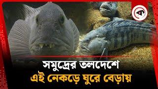 এই নে ক ড়ে ঘুরে বেড়ায় সমুদ্রের তলদেশে | Wolf Fish | Atlantic Ocean | Kalbela