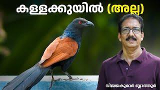 ഉപ്പൻ - ചെമ്പോത്ത് കുയിലാണ് CROW PHEASANT കാക്കയല്ല Greater coucal #birds #birdsfacts #malayalam