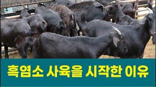 흑염소 사육을 시작한 이유