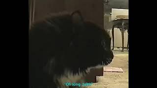 Oh Long Johnson Cat (With Accurate Subtitles)