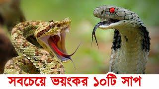 বাংলাদেশের সবচেয়ে ভয়ংকর ১০টি সাপ | রাসেলস ভাইপার vs কোবরা | 10 Most Dangerous Snakes in Bangladesh