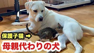 【感動の再会】命を救った犬のお乳を吸い出した保護子猫／犬を母親と思う子猫