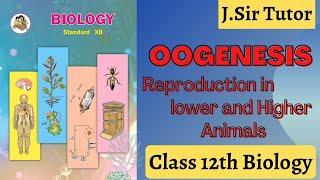 Oogenesis Class12 Gametogenesis 12th HSC Biology Human Female Reproductive System J.Sir Tutors Hindi