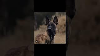 The most dangerous breed on the face of the earth #dogs #malinois