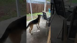 Her dog’s reaction getting scared by thunder is hilarious 