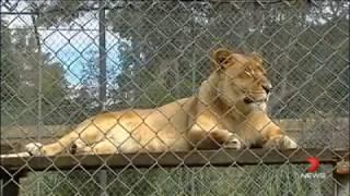 The African Lion Safari Warragamba & Bullens Animal World Wallacia, Australia