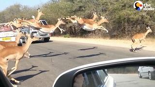 Impalas Leap Across The Road