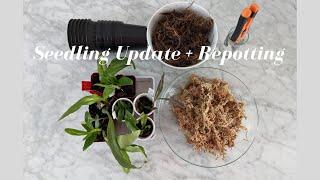 Seedling Orchid Update & Repotting | Relax & Repot - Part 1