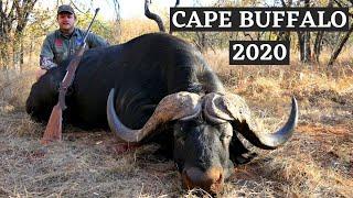 Cape Buffalo Hunt 2020